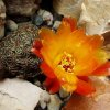 Sulcorebutia _canigueralii _WKr_ 217 _06